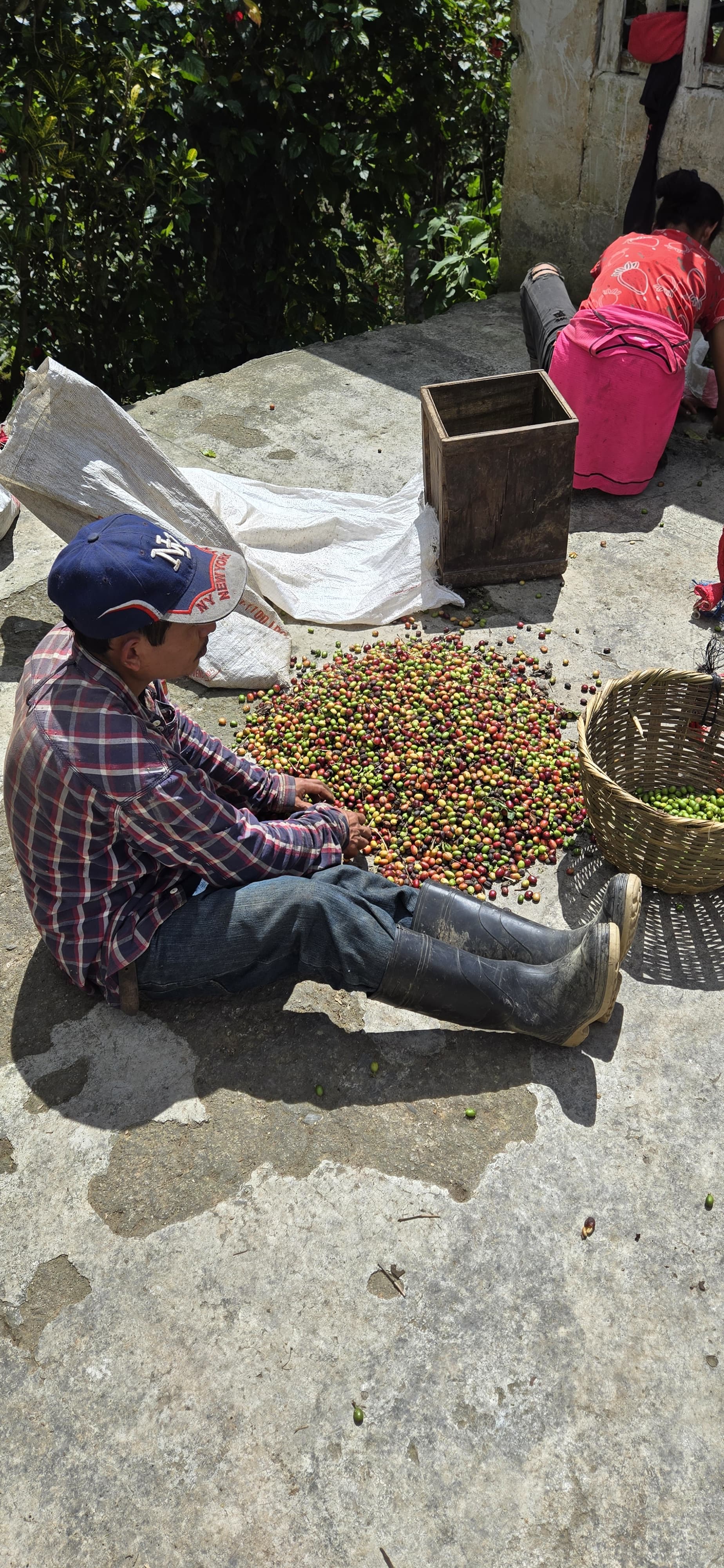 Workers sorting freshly harvested coffee beans